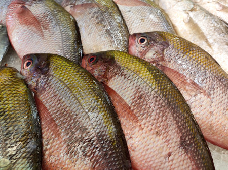Various types of fish in  fish market are displayed for sale. Separated according to species and neatly arranged  ice.の写真素材