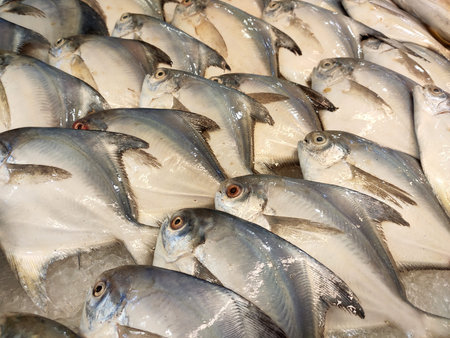 Various types of fish in  fish market are displayed for sale. Separated according to species and...