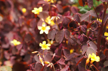 Burgundy oxalis flower in the plant nursery. Purple leaves in shamrock-shaped and yellow star-shaped flower.の写真素材