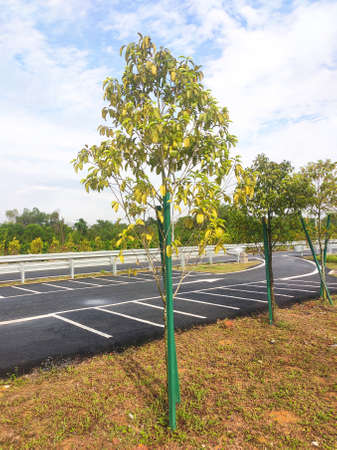 SEREMBAN, MALAYSIA -MARCH 4, 2020: Landscape work. New trees are planted and supported with support tools such as wood to prevent it from falling. This tool will be removed later.の写真素材