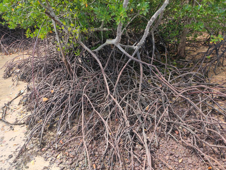 Mangrove trees grow naturally on muddy and swamp shores. This plant can help the beach from becoming...