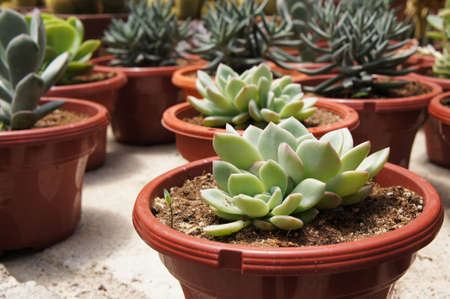 Selected focused on a group of small and colourful cactus planted in small plastic pots. The small cactus suitable to used as an indoor decoration. Sales of this cactus are a source of income for farmの写真素材