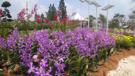 KUALA LUMPUR, MALAYSIA -DECEMBER 17, 2019: Colorful tropical & exotic orchids flower in plants nursery. Grown in a large group to form a beautiful garden.のeditorial素材