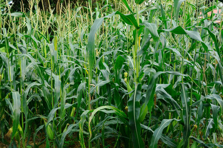 Close up photo of cornfields and maize