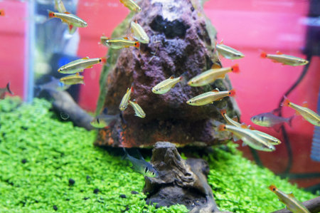 Selected focused on small habitat inside the glass aquarium. Small fish is released inside the...