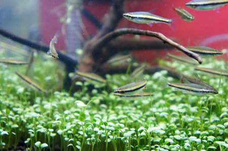 Selected focused on small habitat inside the glass aquarium. Small fish is released inside the...