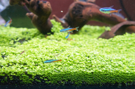 Selected focused on small habitat inside the glass aquarium. Small fish is released inside the...