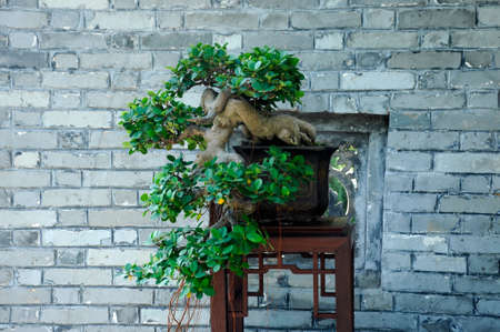 PUTRAJAYA, MALAYSIA -AUGUST 25, 2018: Bonsai tree display by owner for the public in Royal Floria Putrajaya Garden, Malaysia. Exhibited in various forms according to the creativity of the owner.のeditorial素材