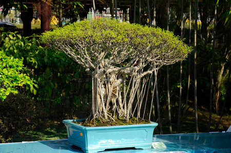 PUTRAJAYA, MALAYSIA -AUGUST 25, 2018: Bonsai tree display by owner for the public in Royal Floria...