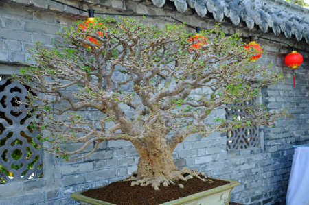 PUTRAJAYA, MALAYSIA -AUGUST 25, 2018: Bonsai tree display by owner for the public in Royal Floria Putrajaya Garden, Malaysia. Exhibited in various forms according to the creativity of the owner.のeditorial素材