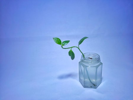 A green plant in the glass bottle with water isolated on soft blurry blue background.の写真素材