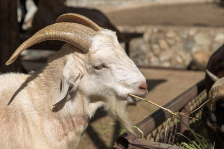 white goats eating leavesの写真素材