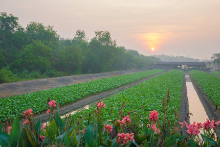 Nature flower in the morning summer time and sunrise background.の写真素材