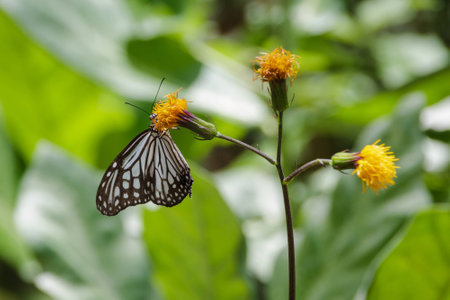 Yellow flower and butterfly in the nature.の写真素材