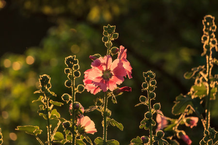 Pink flower wiht blurred background and light effect, Thailand.の写真素材