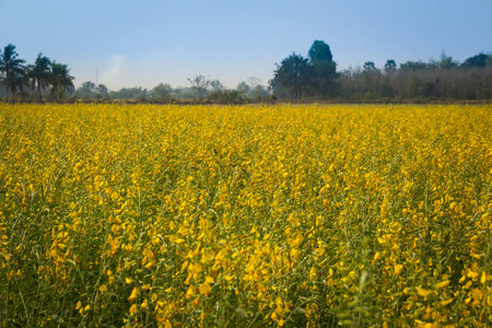 Yellow flowers  in the field, Thailand.の写真素材