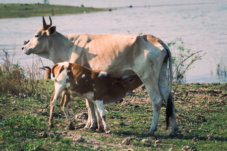 In the field near the water source, cow feeding a calf.の写真素材