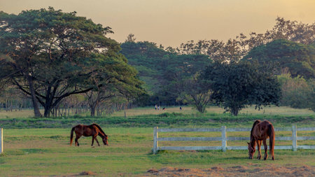 sunshine on horse in the filed. Thailand Asia.の写真素材