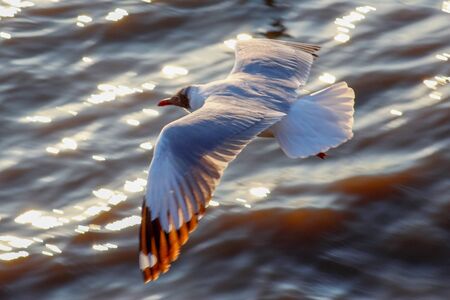 Free bird and freedom life over the ocean.Nice view at Bangpoo beach Samutprakan, Thailand.の写真素材