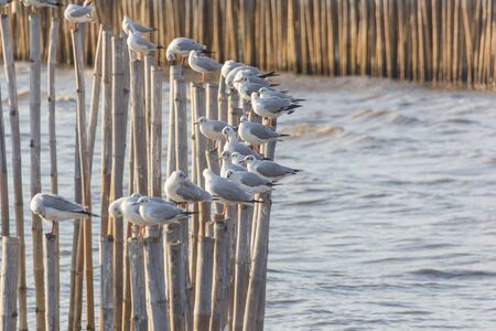 Free bird and freedom life over the ocean.Nice view at Bangpoo beach Samutprakan, Thailand.の写真素材