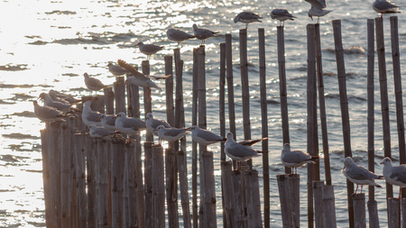 Free bird and freedom life over the ocean.Nice view at Bangpoo beach Samutprakan, Thailand.の写真素材