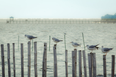 Free bird and freedom life over the ocean.Nice view at Bangpoo beach Samutprakan, Thailand.の写真素材