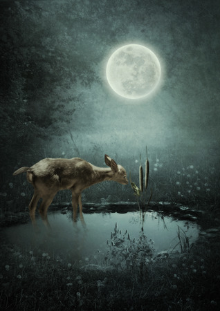 Fawn in the woods in the pond and frogletの写真素材