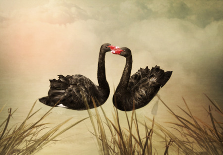 The pair of black swans in love at sunset in the pondの写真素材