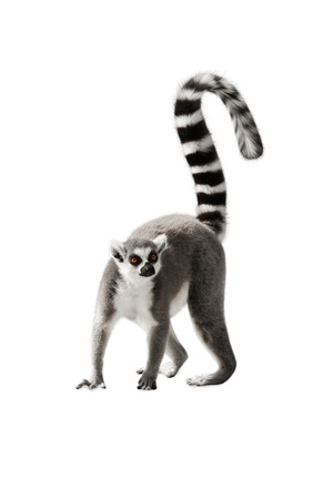 Lemur with a raised tail standing on white backgroundの写真素材