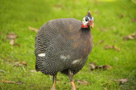 animalの写真素材