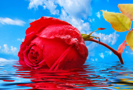 nature, flowerの写真素材