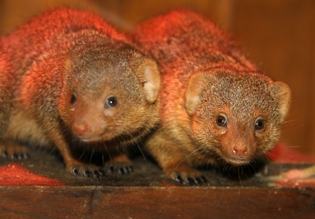 ratsの写真素材