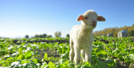 white suffolk lamb, a few days oldの写真素材