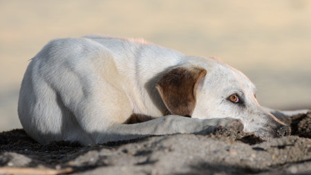 golden retriever dog laying over white backgroundの写真素材