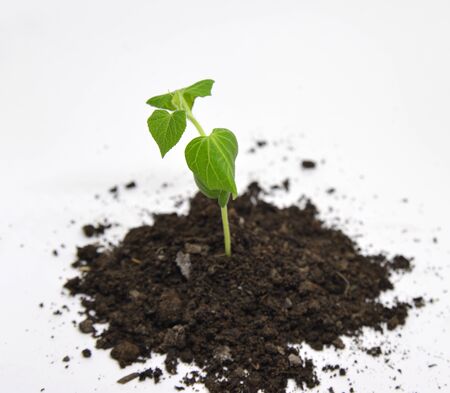 Green cucumber growing in the garden plantの写真素材
