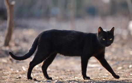 Black cat walking down the streetの写真素材