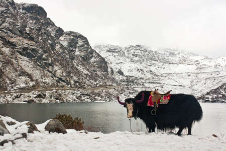 Photograph of a yak from north east India.の写真素材