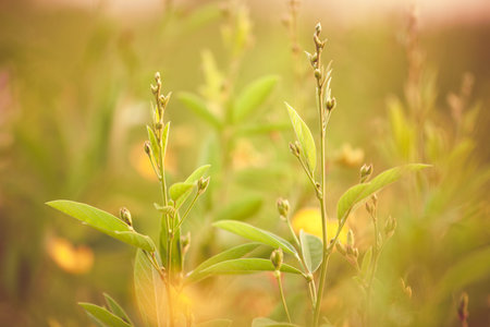 Closeup of Tuvar or Toor Dal (Pigeon Peas) young plant in the field.