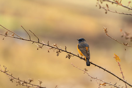 Back side of beautiful bird perching on tree stick with sharp feathers in details spotted at...