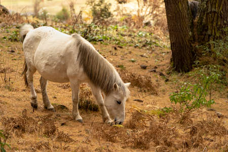 Two horses on the Road to Gangtey Monastery, Phobjika.の写真素材