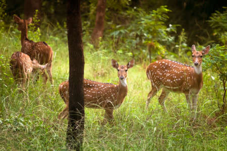 A young spotted deer staring straight back at the camera at Bandhavgarh India.の写真素材