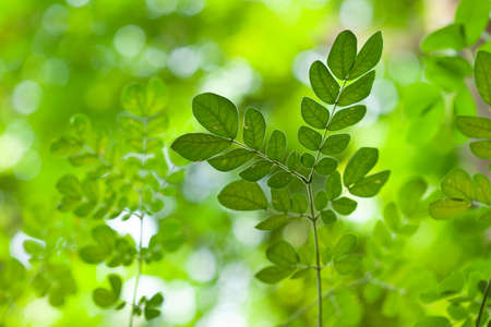 Drumsticks maringa fresh leaves closeupの写真素材