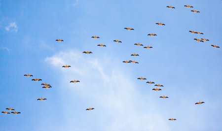 Vulture flights in the sky captured at Kenya.
