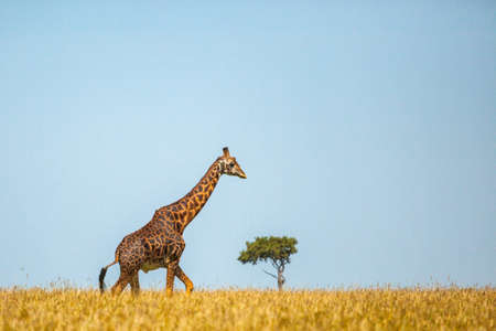 Giraffe spotted in the safari at Masai mara with copy space, Kenyaの写真素材