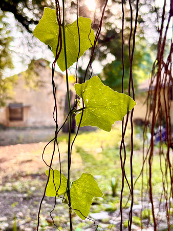 yellowed leaves on a tree in an autumn park