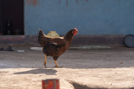 Indian hen chicken closeupの写真素材