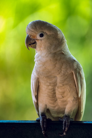 The salmon-crested cockatoo is widely considered to be one of the most demanding parrots to keep as a pet due to their high intelligence, large size, potential noise level (it is one of the loudest birds in the world, with calls up to 129 decibels)の写真素材