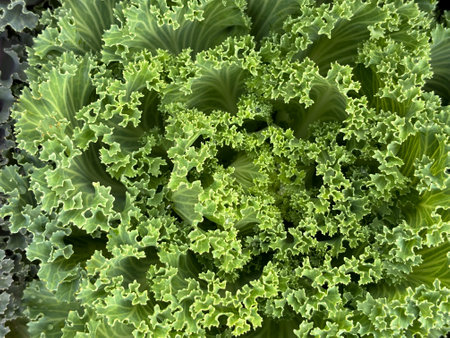 Brassica oleracea or acephala. Flowering decorative light green cabbage plant close-up. Natural vivid backgroundの写真素材