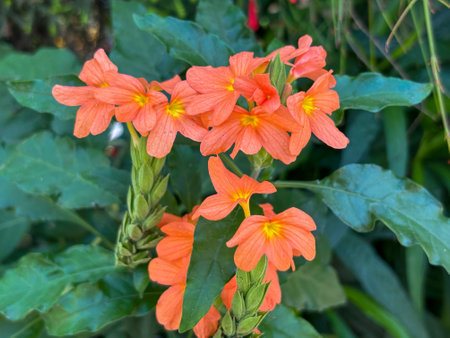 Closeup photo of Chalisa crossandra flower called Kanakambaram in Indiaの写真素材
