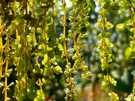 Closeup of plant with small green leaves hanging